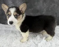 Cooper (Natural Bob Tail) , a male Pembroke Welsh Corgi for sale in Mineral City, OH – 3 of 4