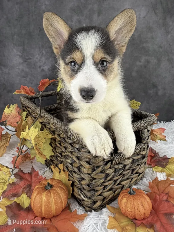 Cooper (Natural Bob Tail)  – Pembroke Welsh Corgi puppy for sale in Mineral City, OH