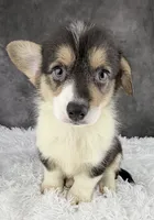 Charlie (Tailed Baby) , a male Pembroke Welsh Corgi for sale in Mineral City, OH – 2 of 7