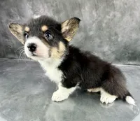 Molly (Tailed Baby ❤️), a female Pembroke Welsh Corgi for sale in Mineral City, OH – Photo 4 of 6