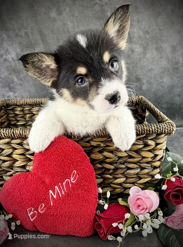 Molly (Tailed Baby ❤️)