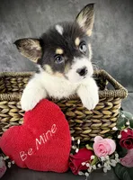 Molly (Tailed Baby ❤️), a female Pembroke Welsh Corgi for sale in Mineral City, OH – Photo 1 of 6