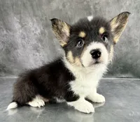 Molly (Tailed Baby ❤️), a female Pembroke Welsh Corgi for sale in Mineral City, OH – Photo 3 of 6