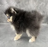 Cleo AKC, a female Pomeranian for sale in Mineral City, OH – 2 of 6