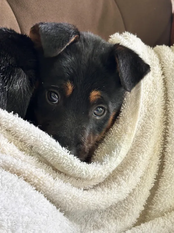 lucy – Belgian Malinois, German Shepherd Dog puppy for sale in Baton Rouge, LA