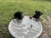 lucy, a female Belgian Malinois and German Shepherd Dog for sale in Baton Rouge, LA – Photo 2 of 2