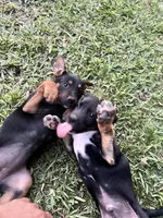 guts, a male Belgian Malinois and German Shepherd Dog for sale in Baton Rouge, LA – Photo 2 of 4