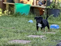 guts, a male Belgian Malinois and German Shepherd Dog for sale in Baton Rouge, LA – Photo 1 of 4