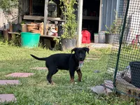 guts, a male Belgian Malinois and German Shepherd Dog for sale in Baton Rouge, LA – Photo 3 of 4