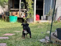 guts, a male Belgian Malinois and German Shepherd Dog for sale in Baton Rouge, LA – Photo 4 of 4
