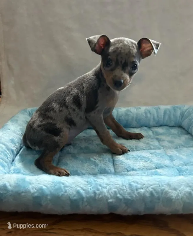 Blue Tan Merle, a male Miniature Pinscher for sale in Liberty, TN – Photo 1 of 6