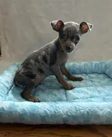 Blue Tan Merle, a male Miniature Pinscher for sale in Liberty, TN – Photo 1 of 6