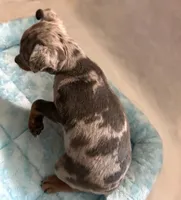 Blue Tan Merle, a male Miniature Pinscher for sale in Liberty, TN – Photo 6 of 6