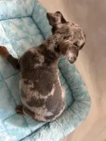 Blue Tan Merle, a male Miniature Pinscher for sale in Liberty, TN – Photo 5 of 6