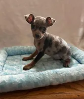 Blue Tan Merle, a male Miniature Pinscher for sale in Liberty, TN – Photo 2 of 6