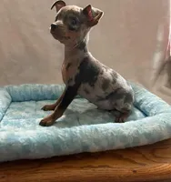 Blue Tan Merle, a male Miniature Pinscher for sale in Liberty, TN – Photo 3 of 6