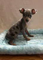 Blue Tan Merle, a male Miniature Pinscher for sale in Liberty, TN – Photo 4 of 6