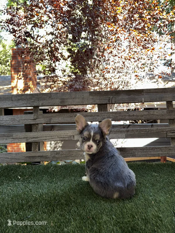 Starr – French Bulldog puppy for sale in San Bernardino, CA