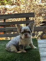 Sparki, a female French Bulldog for sale in San Bernardino, CA – 5 of 7