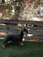Starr, a female French Bulldog for sale in San Bernardino, CA – 2 of 5