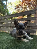 Dream, a female French Bulldog for sale in San Bernardino, CA – 4 of 7