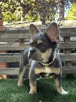 Dream AKC Fluffy, a female French Bulldog for sale in San Bernardino, CA – 2 of 5