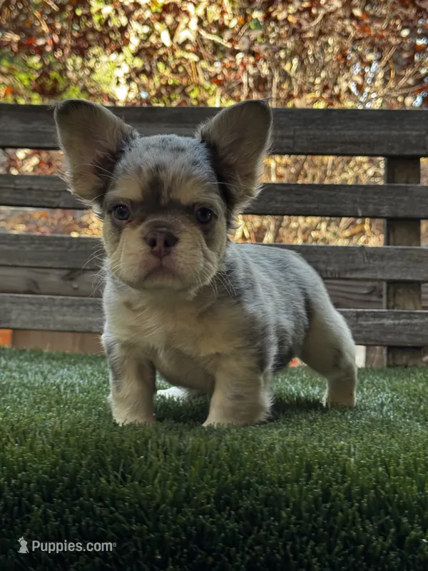 Sparki – French Bulldog puppy for sale in San Bernardino, CA