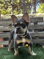 Dream AKC Fluffy, a female French Bulldog for sale in San Bernardino, CA – 4 of 5
