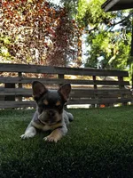 Dream, a female French Bulldog for sale in San Bernardino, CA – 2 of 7
