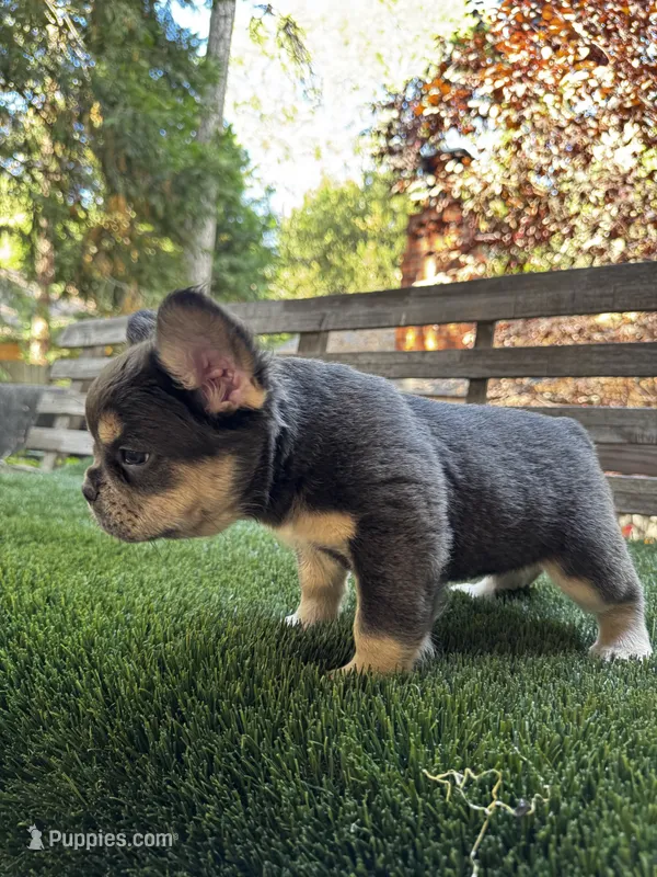Dream – French Bulldog puppy for sale in San Bernardino, CA