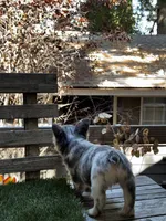 Sparki, a female French Bulldog for sale in San Bernardino, CA – 4 of 7