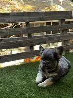 Hero, a female French Bulldog for sale in San Bernardino, CA – 2 of 5