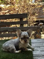 Sparki, a female French Bulldog for sale in San Bernardino, CA – 2 of 7