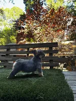 Hero, a female French Bulldog for sale in San Bernardino, CA – 5 of 5