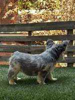 Sparki, a female French Bulldog for sale in San Bernardino, CA – 7 of 7