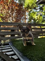 Dream, a female French Bulldog for sale in San Bernardino, CA – 6 of 7