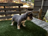 Dream, a female French Bulldog for sale in San Bernardino, CA – 7 of 7