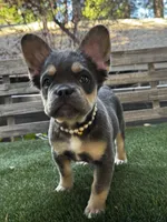 Dream AKC Fluffy, a female French Bulldog for sale in San Bernardino, CA – 3 of 5