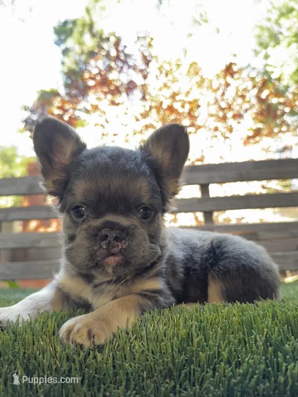 Hero – French Bulldog puppy for sale in San Bernardino, CA