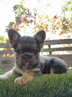 Hero, a female French Bulldog for sale in San Bernardino, CA – 1 of 5