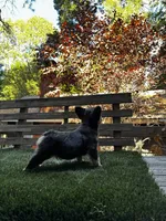 Hero, a female French Bulldog for sale in San Bernardino, CA – 3 of 5