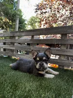 Dream, a female French Bulldog for sale in San Bernardino, CA – 5 of 7