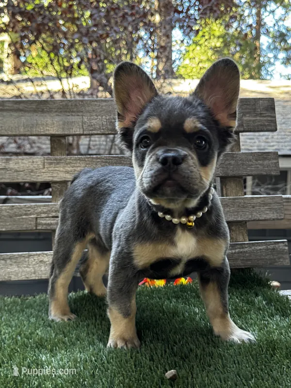 Dream AKC Fluffy – French Bulldog puppy for sale in San Bernardino, CA