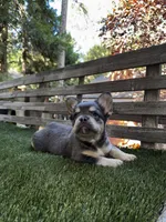 Dream, a female French Bulldog for sale in San Bernardino, CA – 3 of 7