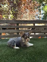 Starr, a female French Bulldog for sale in San Bernardino, CA – 3 of 5