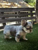 Sparki, a female French Bulldog for sale in San Bernardino, CA – 6 of 7