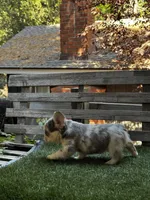 Sparki, a female French Bulldog for sale in San Bernardino, CA – 3 of 7