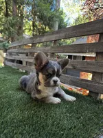 Starr, a female French Bulldog for sale in San Bernardino, CA – 5 of 5