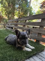 Hero, a female French Bulldog for sale in San Bernardino, CA – 4 of 5