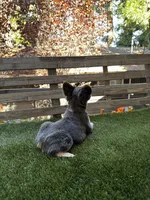 Starr, a female French Bulldog for sale in San Bernardino, CA – 4 of 5
